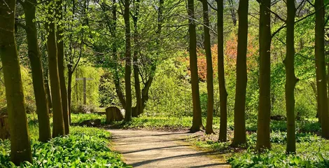 Lane, tree, forest