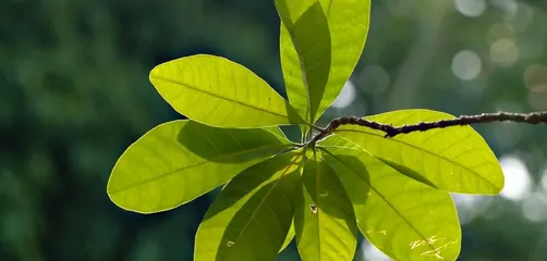 Green leaves, leaves, foliage