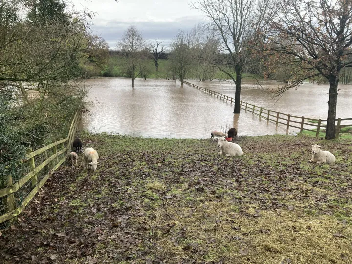 Weaver Floods 3