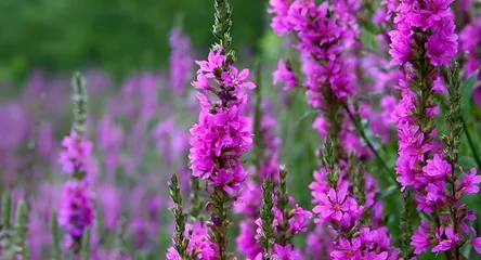 Purple Loosestrife 2
