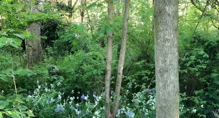Wilding Area 1