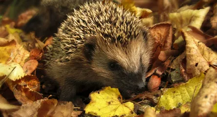 Close-up of a hedgehog nestled among colorful autumn leaves in a garden setting.