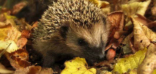 Close-up of a hedgehog nestled among colorful autumn leaves in a garden setting.