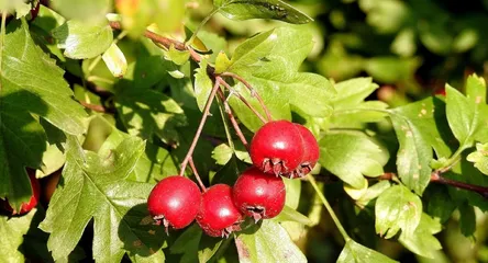 Hawthorn, hawthorn fruit, red fruit