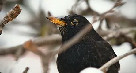 A blackbird perched on snow-covered tree branches in a winter setting, displaying its bright yellow beak.