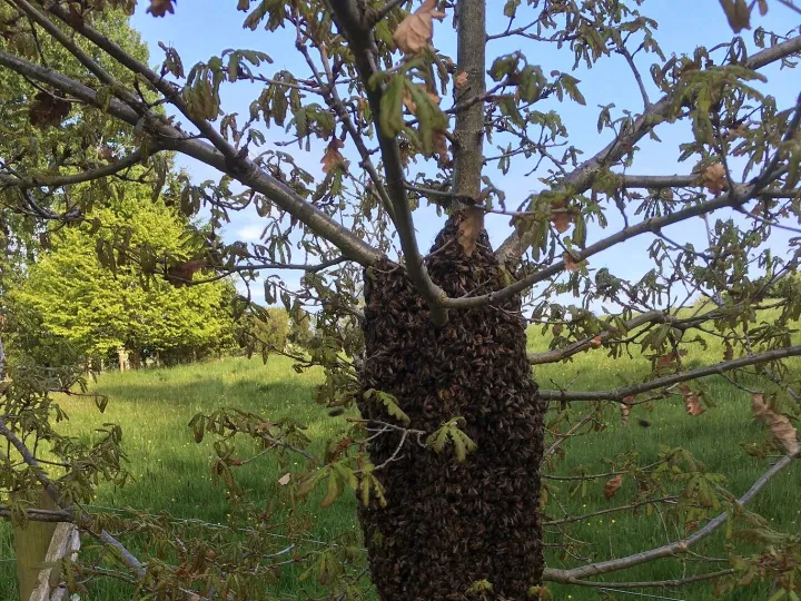 Burland Swarm