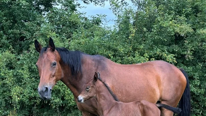 Foals