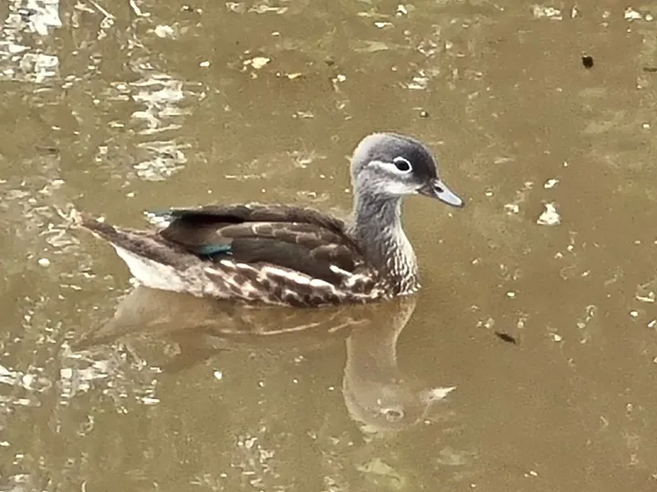 Mandarin Duck