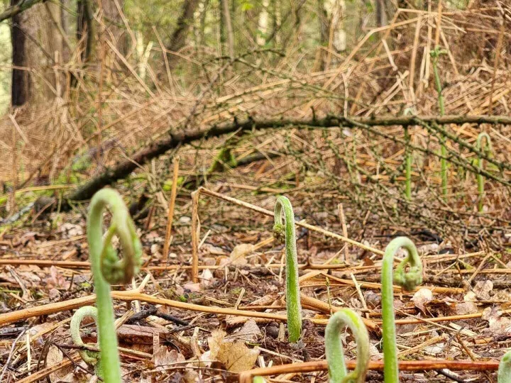 New Growth