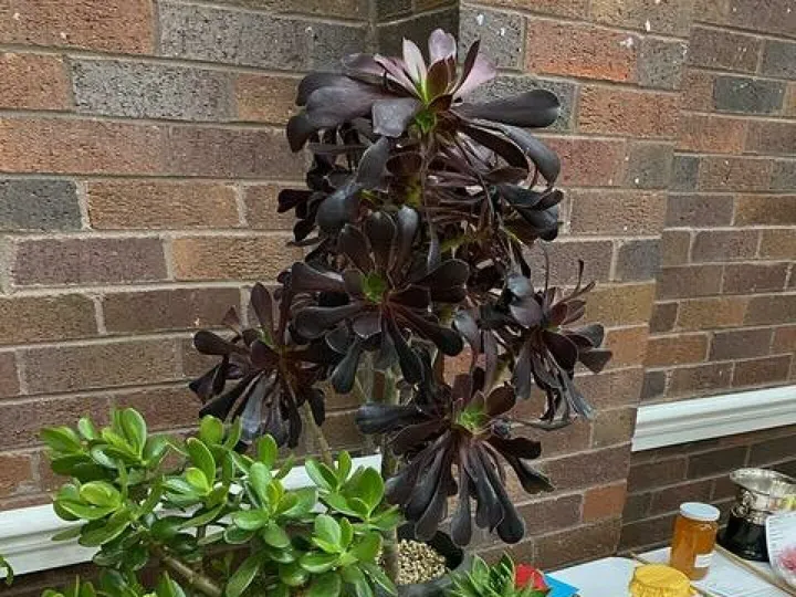 Succulents