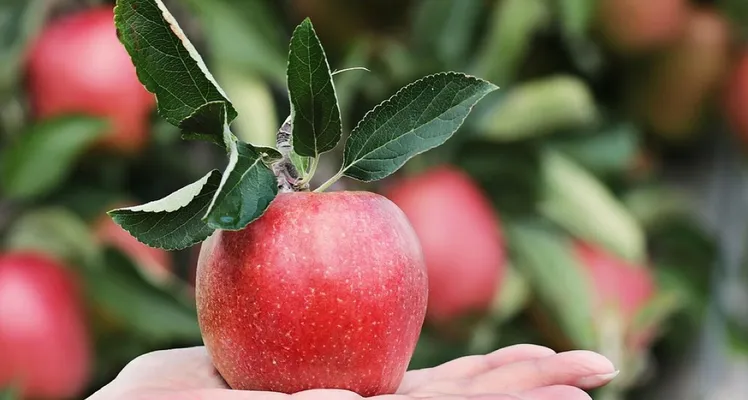 Apple, red, hand, apple plantation, yummy, fruit, vitamins, fresh, nature, healthy, ripe, pome fruit family, orchards, trees, fruit trees, fall, harvest, harvested, give, proffering, to hand over, apple harvest, present, keep, show, offer, apple, apple, a