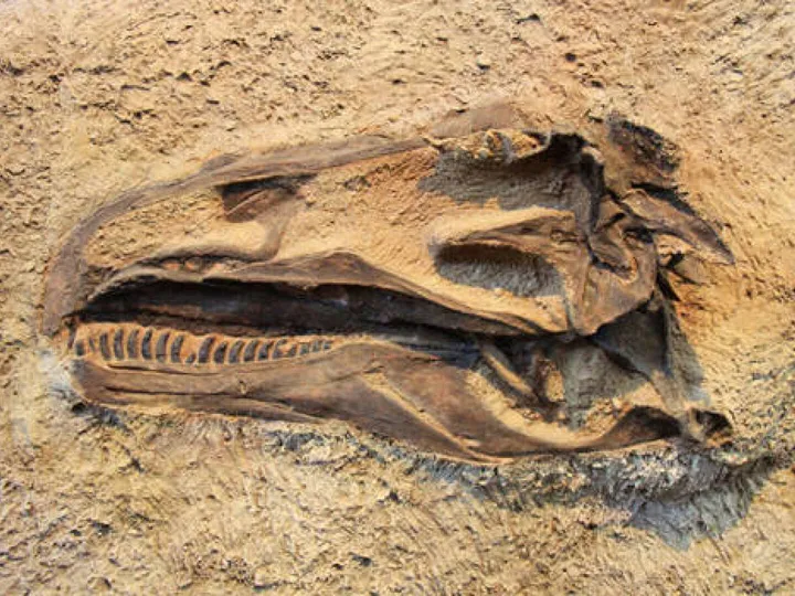 Dinosaur-Fossil