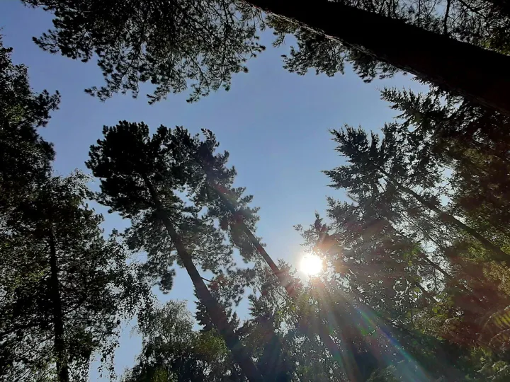 Trees