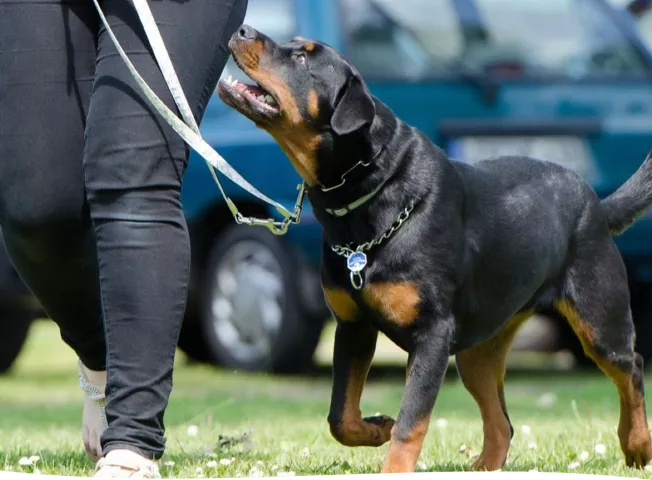 Dog school, dog training, rottweiler