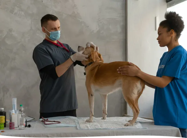 A Doctor Looking the Dog 