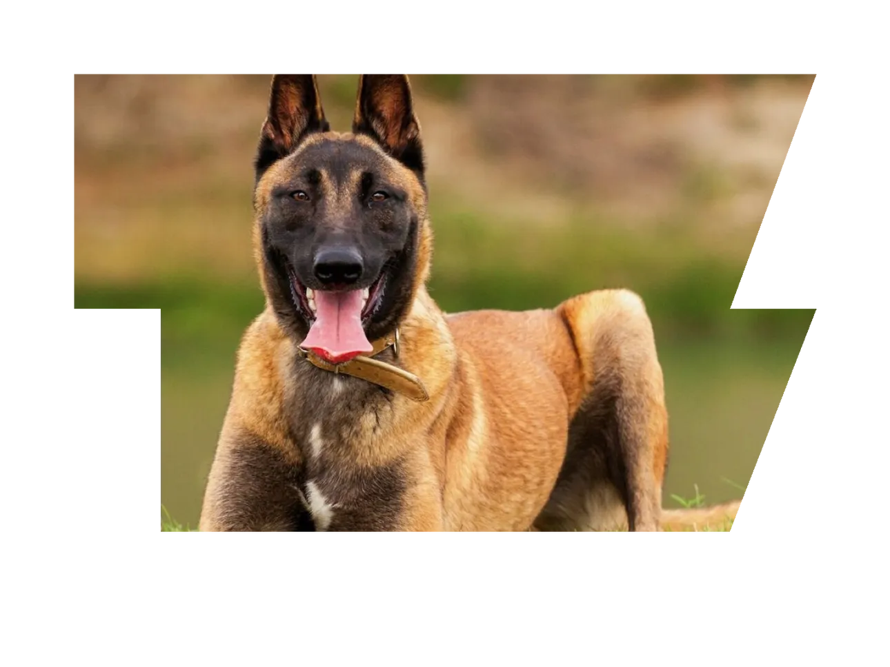 Belgian Malinois Puppy Training
