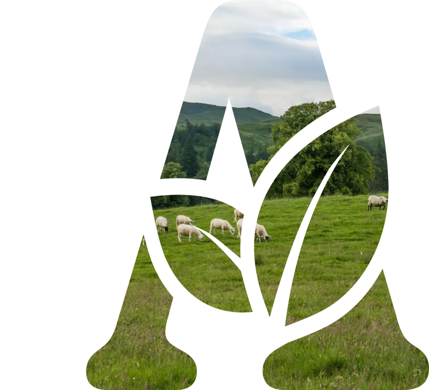 Sheep in a field