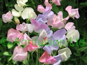 sweet_pea_heirloom_pastel_mix