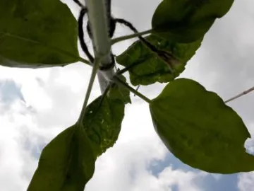 secret sunflower sower 5 (1)