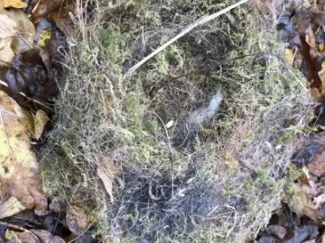 TWT Great Tit Nest In Nuthatch Box Laura Denny