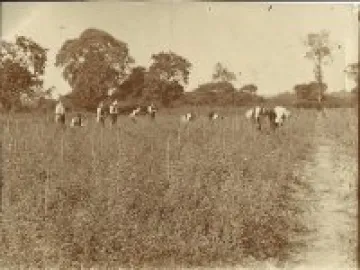 ollerton