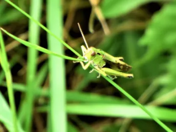Wildlife