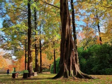 Forrest bathing at Tatton