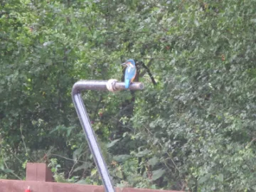 Kingfisher near Turnpike Field