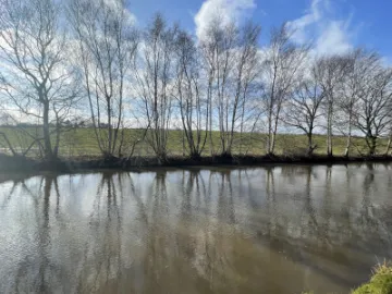 Canal tree reflections