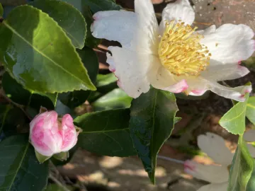 3C41AA9E-E243-4A5D-BE4D-FBFB4C9F95DF