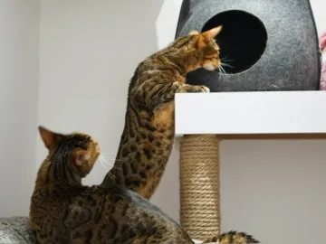Cats 9