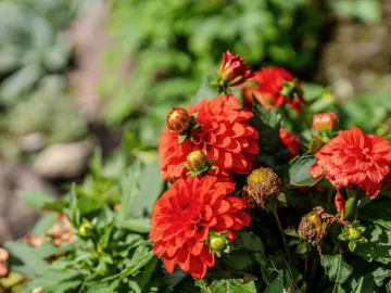 Mellor Knowl Farm-50