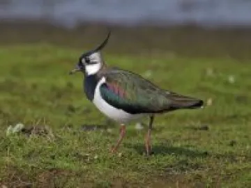 Northern lapwing vanellus vanellus