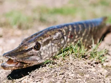 Dead pike fish on ground