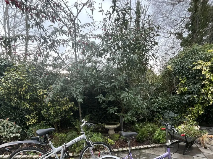 Items for sale &ndash; Two folding bicycles &pound;35 each