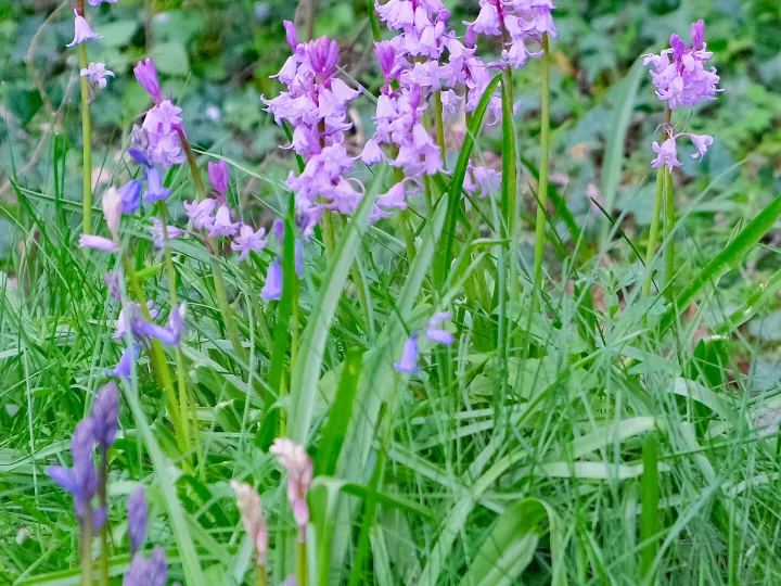 RR Lilac Bells F9206