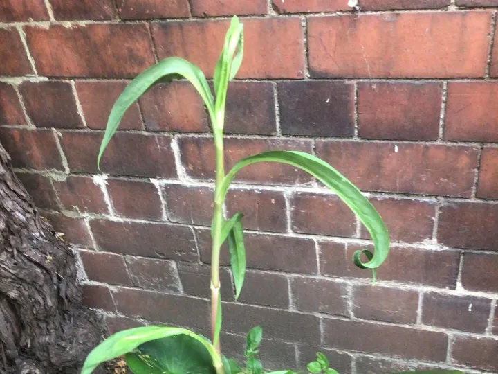 Items for sale
– Water Lilly and pond plant £ 10