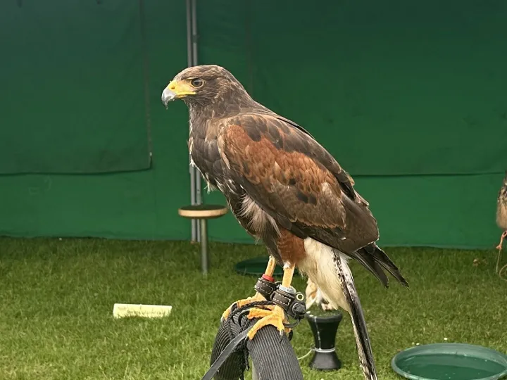 Falcons