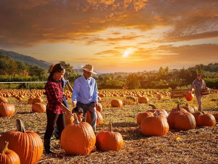 A Vibrant Pumpkin Patch Under a Golden Autumn Sky with Famil