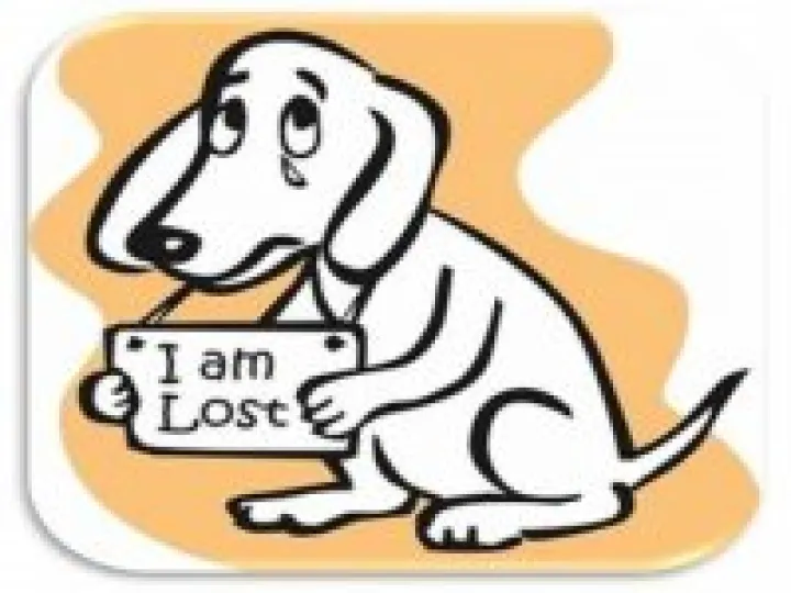 Lost Dog 02