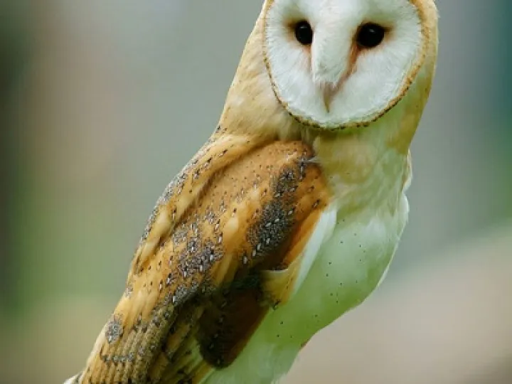 Barn Owl