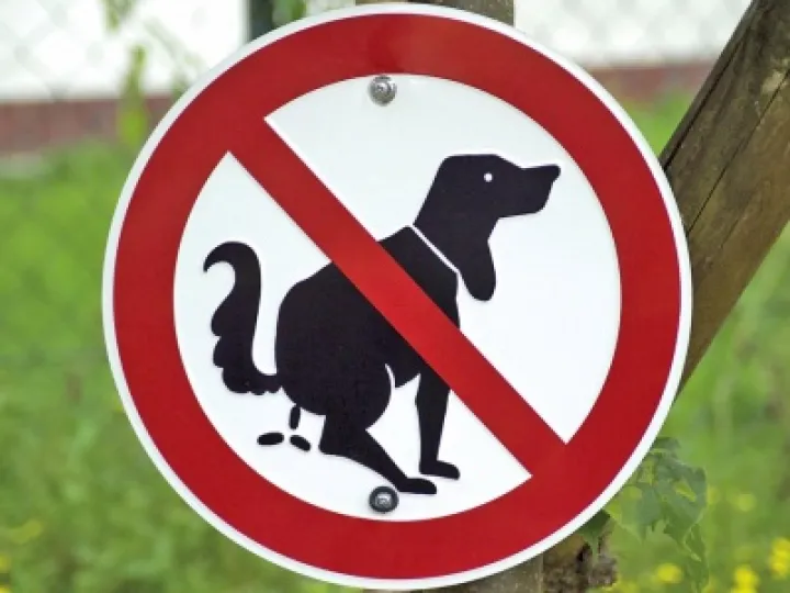 web-dog-poo-rex