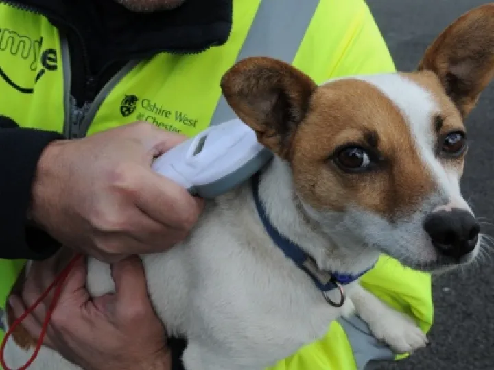 Micro chipping your dog