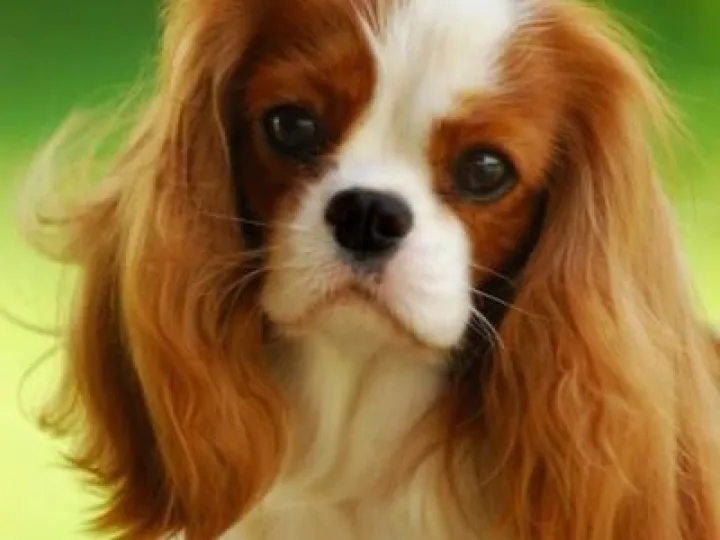 King Charles Spaniel