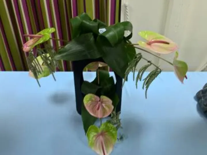 Flower Club Jan 2017 Wp_20170111_21_35_06_pro