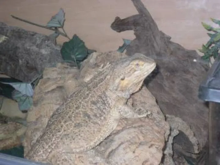 Bearded Dragon