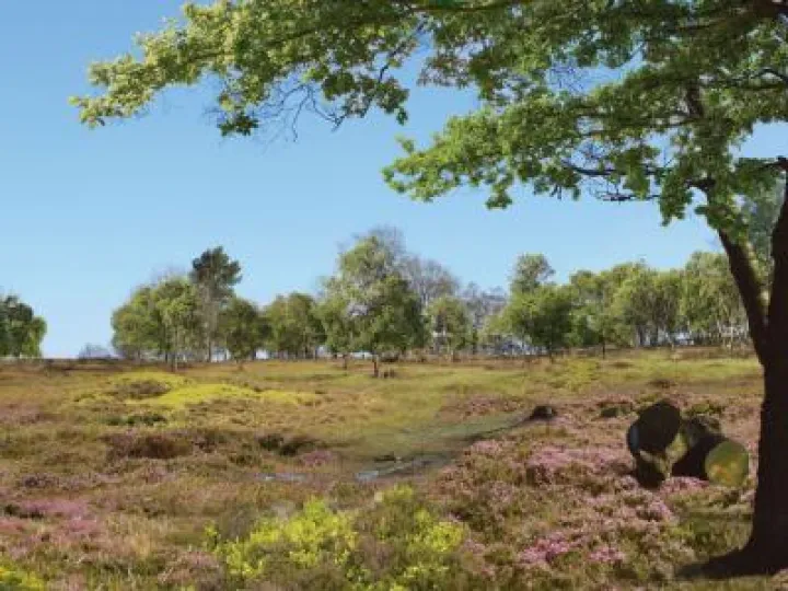 Bickerton Hill  – after restoration