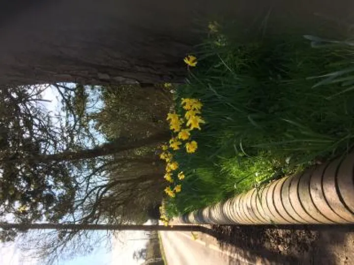 Photo Barrow Lane- (2)