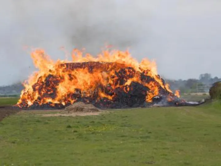 Miscanthus Fire