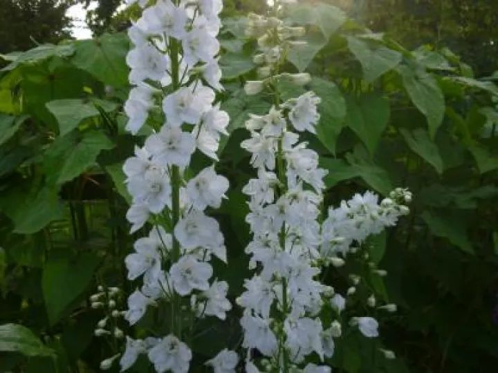 Flower Club June 2017 P1030284